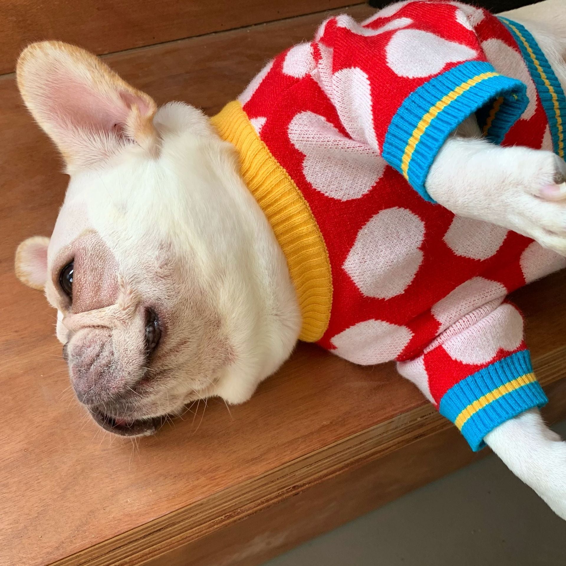 Trendy Pet Sweatshirts for Dogs and Cats (Fall/Winter)