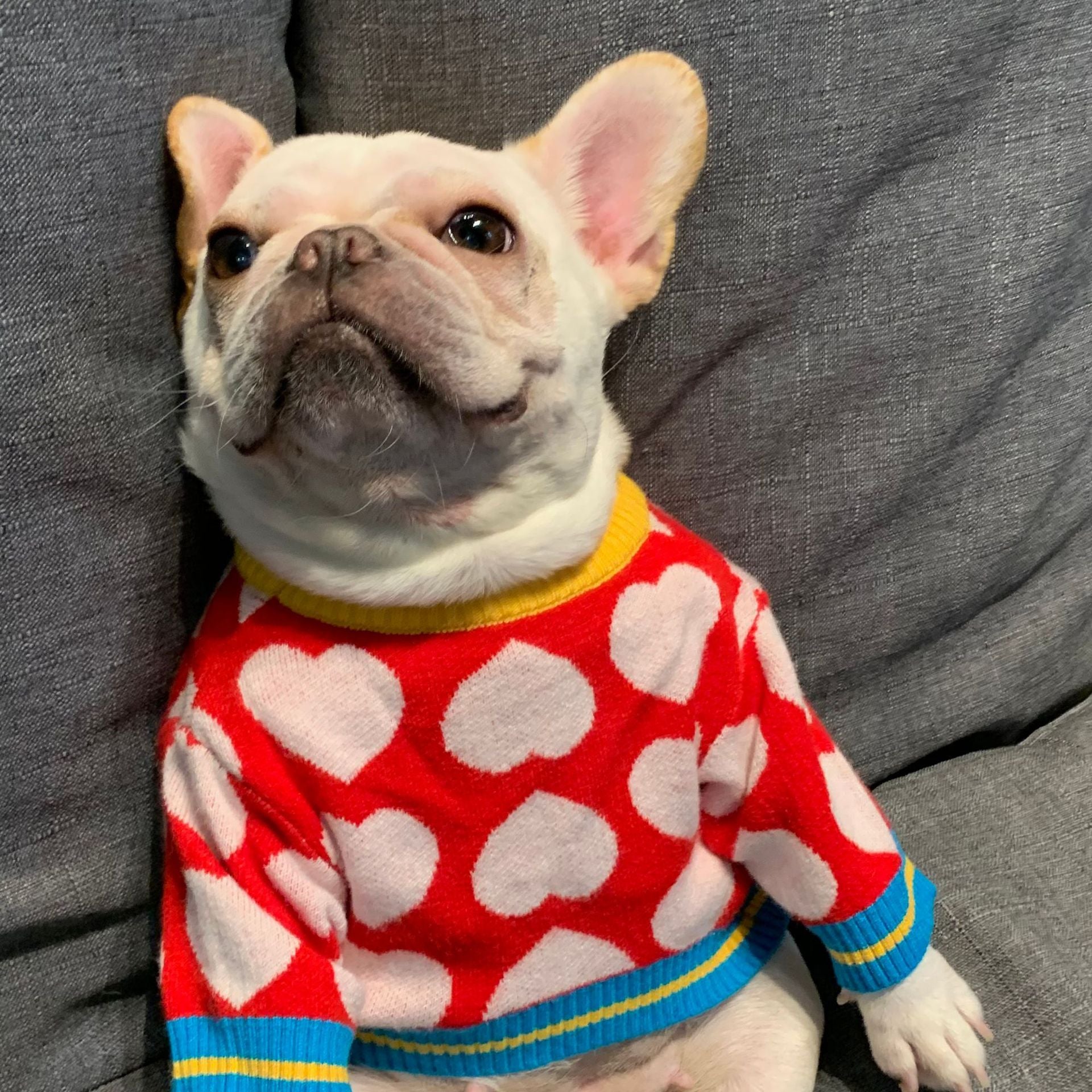 Trendy Pet Sweatshirts for Dogs and Cats (Fall/Winter)